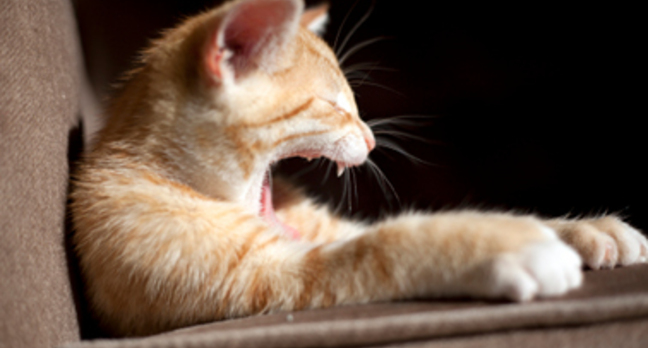 SOURCE:  http://www.sxc.hu/browse.phtml?f=view&id=1412135