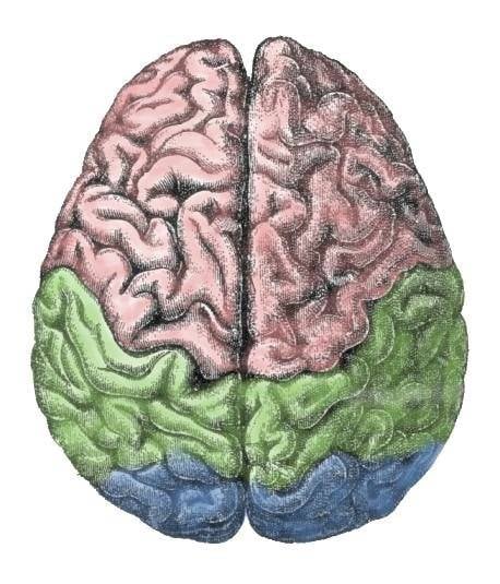 Drawing of brain