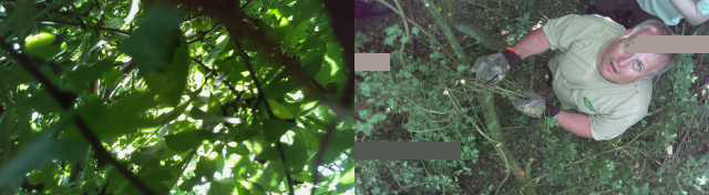 The CHAV Picam view of the tree and Paul Shackleton as he extracts the aircraft from the canopy