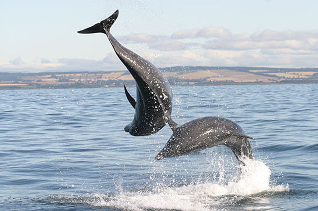 Dolphins play in the water