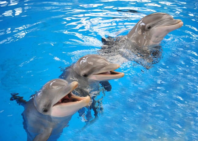 animals associated with luck dolphin