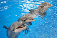 Dolphins can remember each other&amp;#39;s signature whistles after 20 years