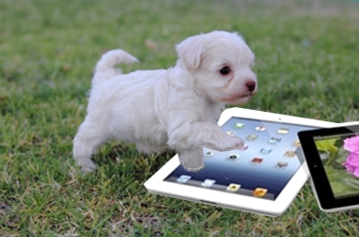 iPad classes for DOGS offered in New York • The Register