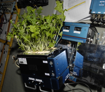 Mizuna lettuce being grown on the ISS