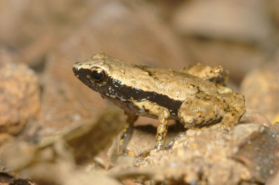 Gardiner's frog