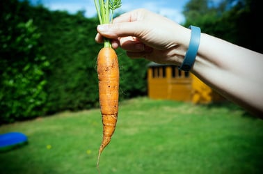 will frost kill carrot seedlings