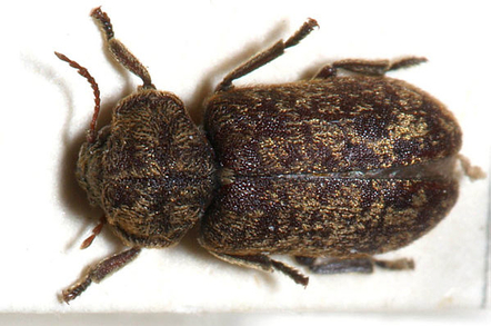 Death Watch Beetle