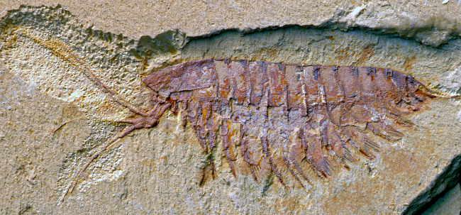 A fossil of the megacheiran Leanchoilia illecebrosa, showing its characteristic forceps-like great appendages