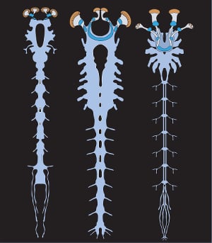 Illustration of the nervous systems of the Alalcomenaeus fossil (left), a larval horseshoe crab (middle) and a scorpion (right)Water spider nervous system compared