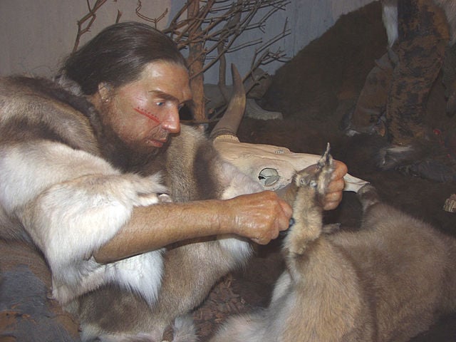 Neanderthal display in museum