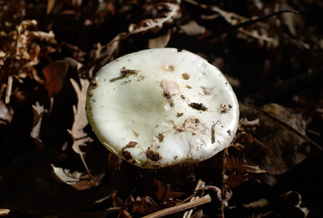 Amanita phalloides