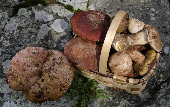 A basket packed with boletus