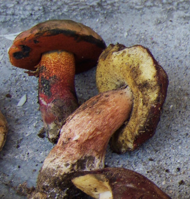 A couple of Boletus erythropus