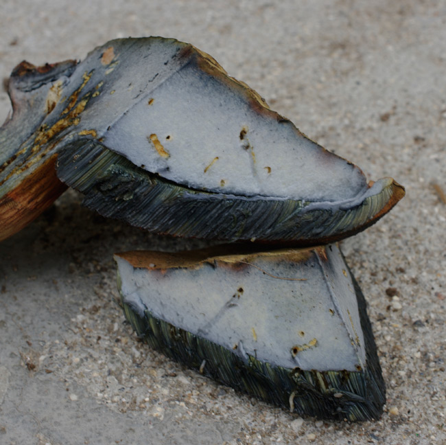 The blue flesh of Boletus erythropus, after cutting