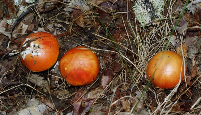 Three Amanita caesarea in the wild