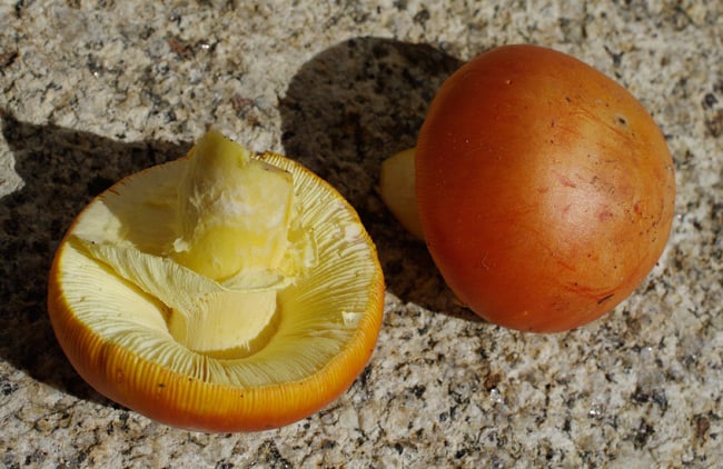 Two Amanita caesaria 