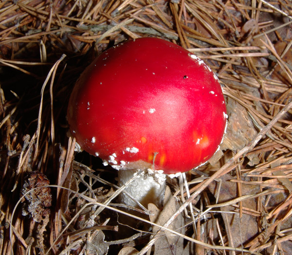 Amanita muscaria emerging from the forest floor