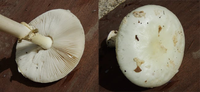 Two views of Amanita phalloides