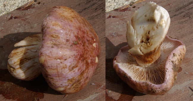 Two views of a possible member of the genus Cortinarius