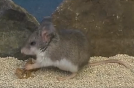 Mouse eats scorpion = still of video