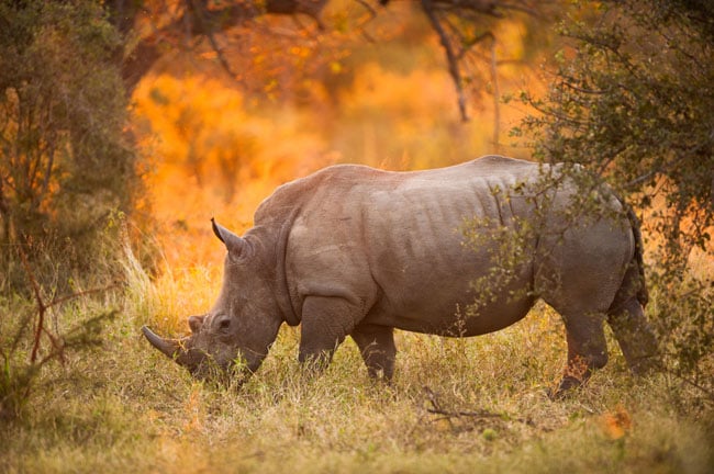 Rhinoceros in late afternoon, Kruger National Park. Credit: Shutterstock