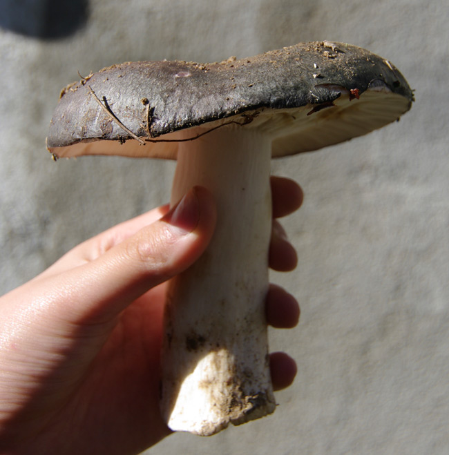 Unidentified species of Russula