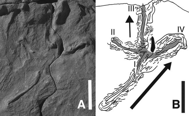 Photo of the sandstone fossil along with a drawing illustrating the track