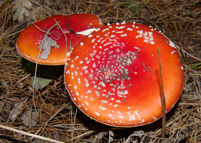 A couple of fully-grown muscaria