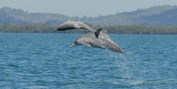 New humpback dolphin species