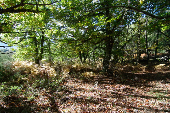 Chestnut grove just outside the village