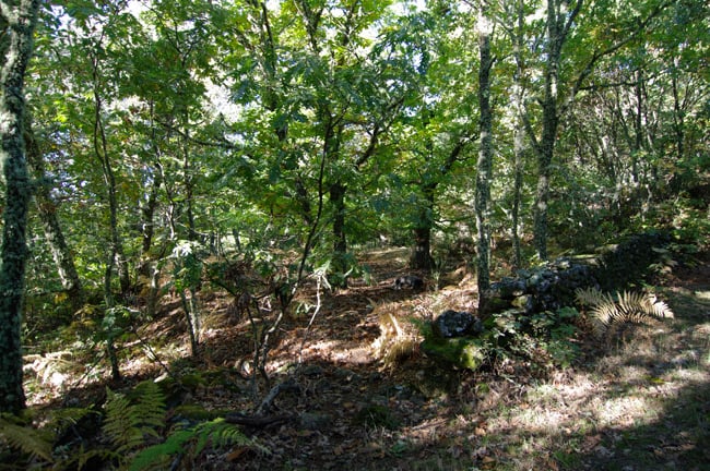 Oaks close to the village