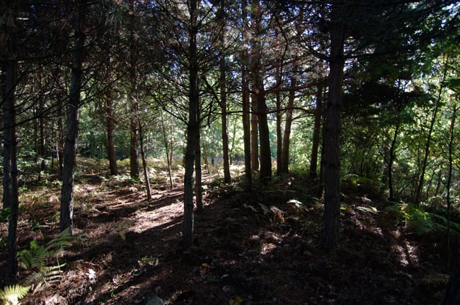 A pine grove in the village