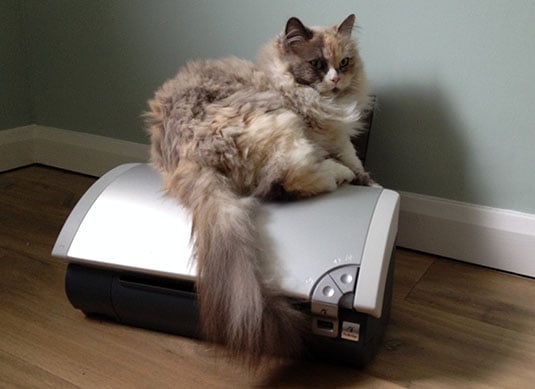 Cat on inkjet printer