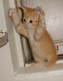 Tiny ginger kitten puts its paws up in the manner of a person being arrested.