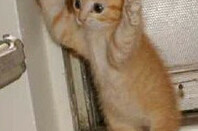 Tiny ginger kitten puts its paws up in the manner of a person being arrested.
