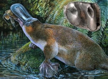 New platypus species Obdurodon tharalkooschild, with a close-up of its tooth