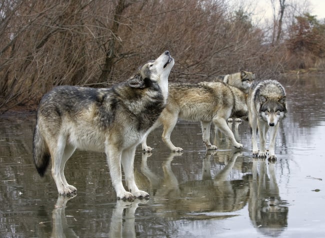 Wolves