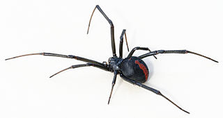 Red Back Spider