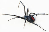 Red Back Spider