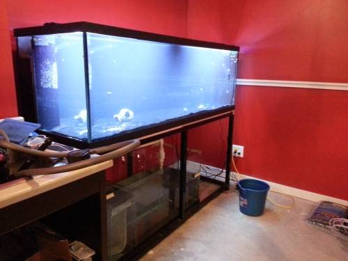 eGeek fishtank freshly installed