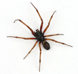 The false widow spider. Pic: Shutterstock