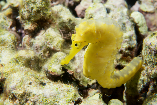 A yellow female kuda seahorse