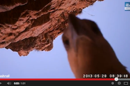 The thieving eagle caught on camera