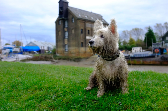 Phil's dog captured on the X100