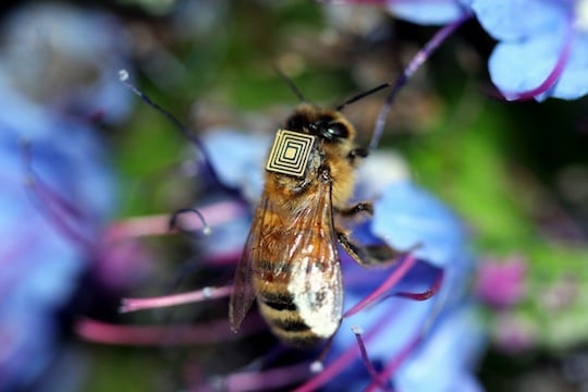 Bee with sensor attached