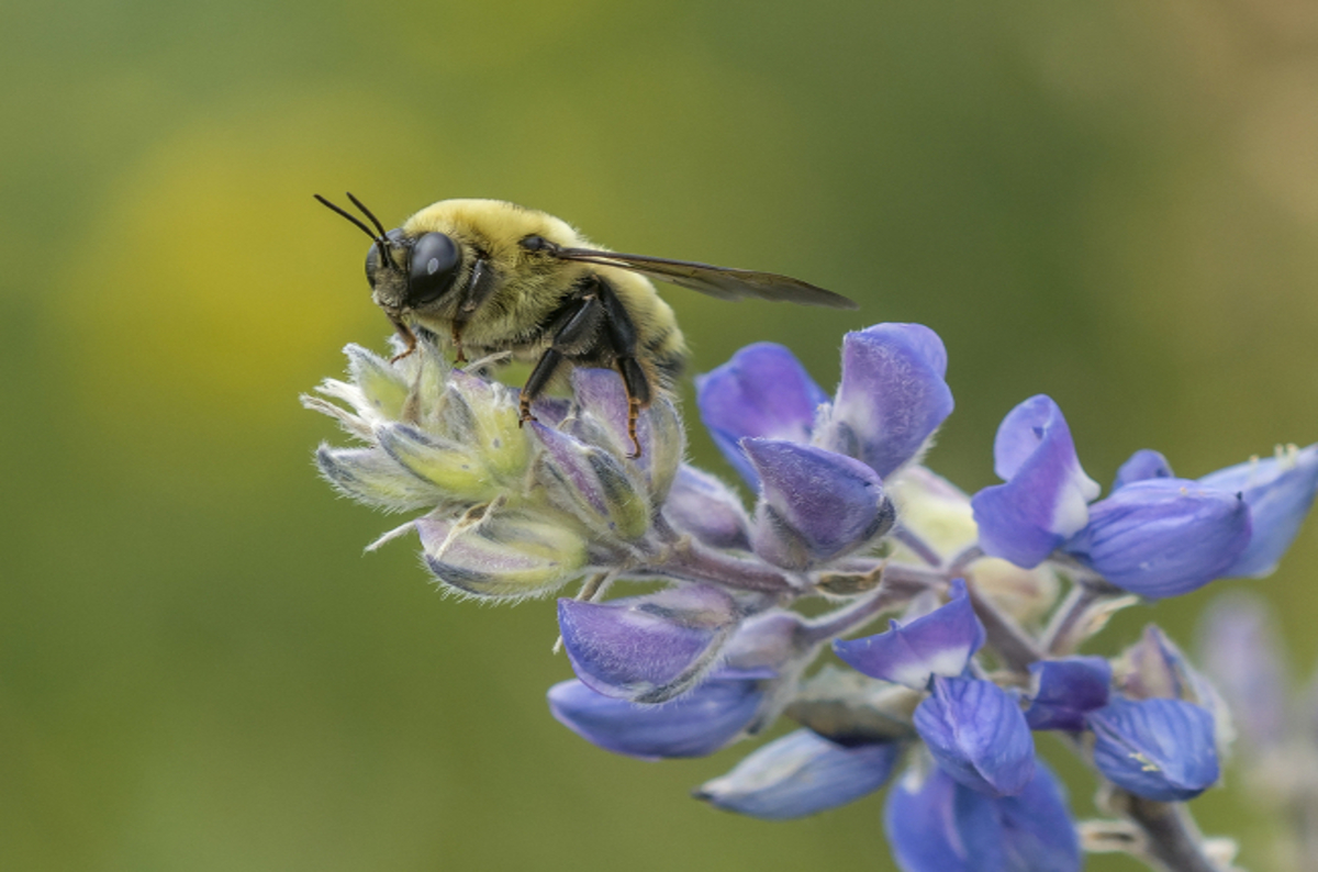 Your squirty insecticides make bumblebees SHRINK, warn boffins â€¢ The