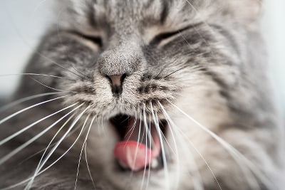 Cat yawning