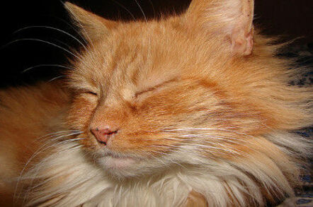Smug ginger tom