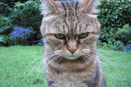 Angry-looking cat. Pic by Guyon Morée from Beverwijk, Netherlands. licensed under the Creative Commons Attribution 2.0 Generic license