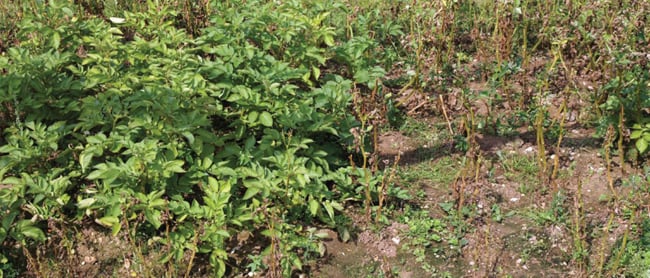 GM and non-GM potatoes in the trial, with the latter wiped out by potato blight